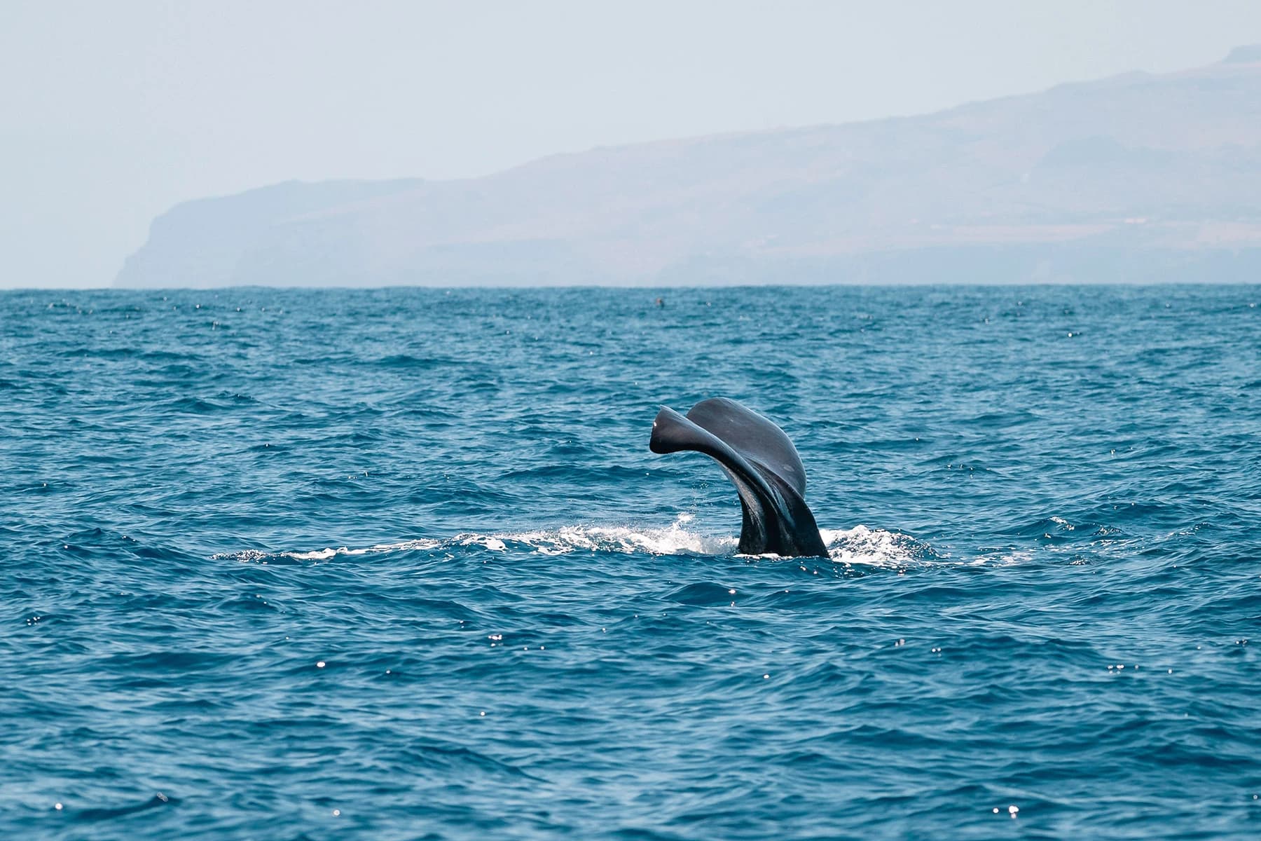 Ballenas: Majestuosos Gigantes del Mar cerca de Los Gigantes slider thumbnail 1